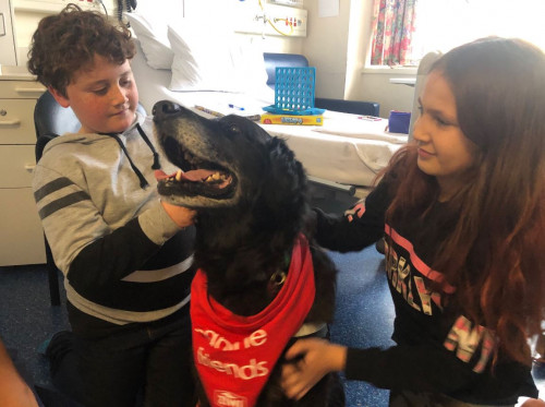 Therapy dog Jack