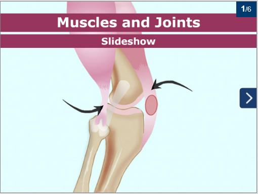 muscles and joints